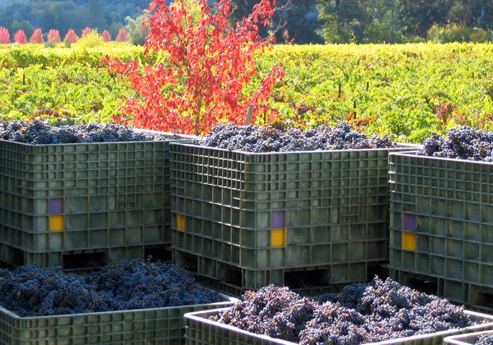 Harvest bins full of Cabernet Sauvignon grapes