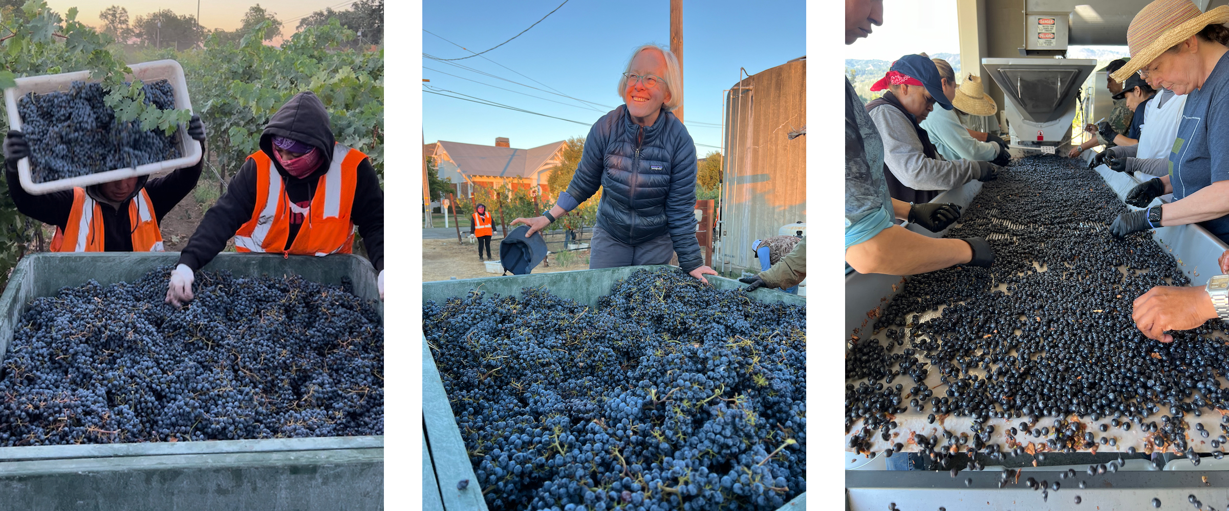 Three harvest photos - harvest crew dumping Cabernet grapes into a bin; Cathy and a bin of Cabernet grapes; harvest crew sorting berries.