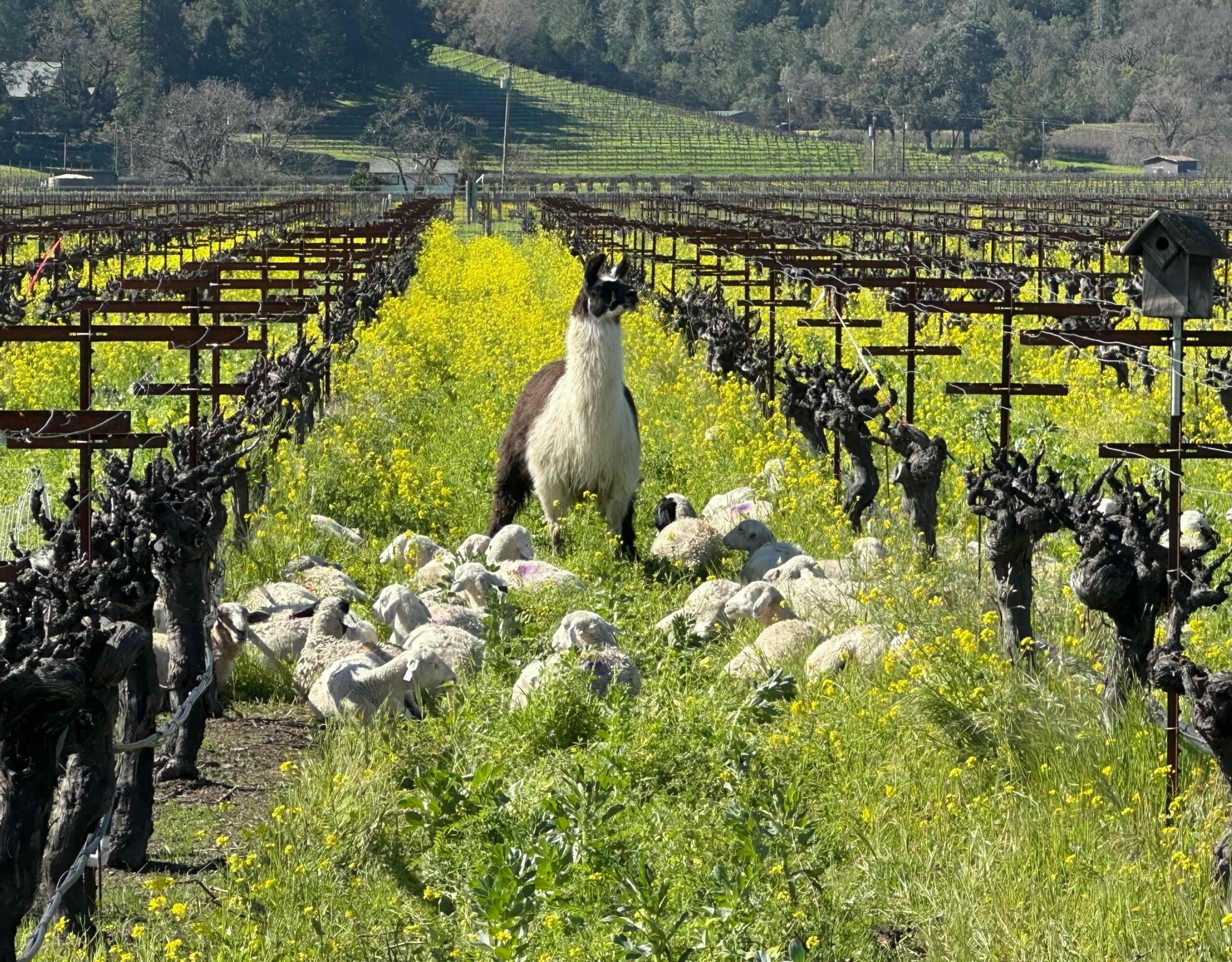 Sheep grazing in Kronos Vineyard with Tina the Llama watching over them.